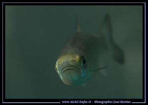 Face to face with this young Chub... :O)... by Michel Lonfat 